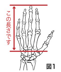 手の骨格図