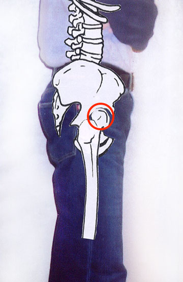 股関節の位置