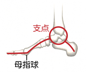 足首の構造